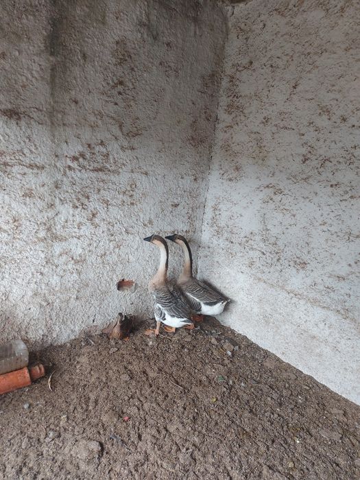 Casal de Gansos da Guiné