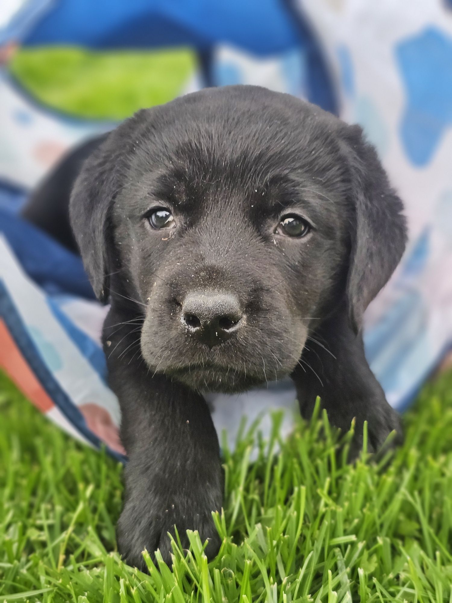 Labrador Retriever czarny pies