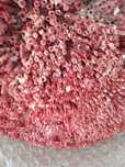 Coral para aquário