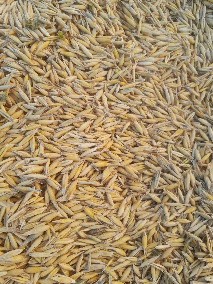 Sprzedam owies 70 zł za 100 kg