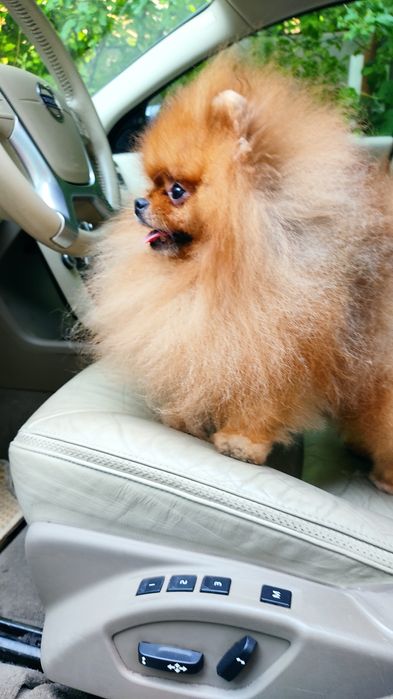 Померанский шпиц . Предложение Вязки .