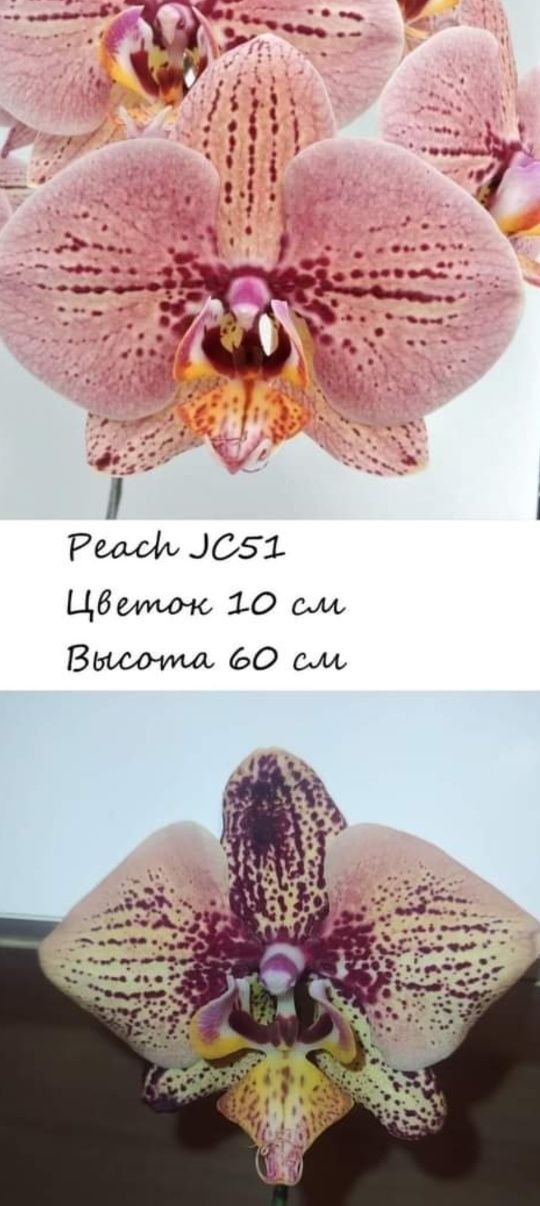 Орхидея фаленопсис Jc 51