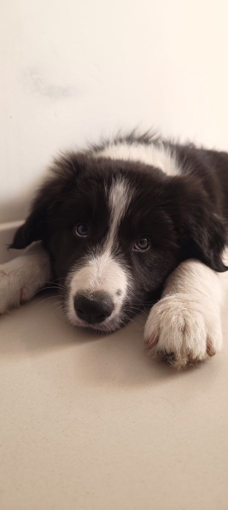 Border collie  FCI chłopiec czarno biały FCI zkwp