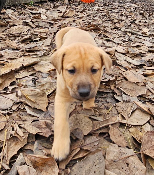 Віддам цуценят, хлопчики, 2 місяці