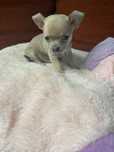 Chihuahua śliczny maluch