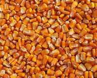 зерно кукурузы  3т