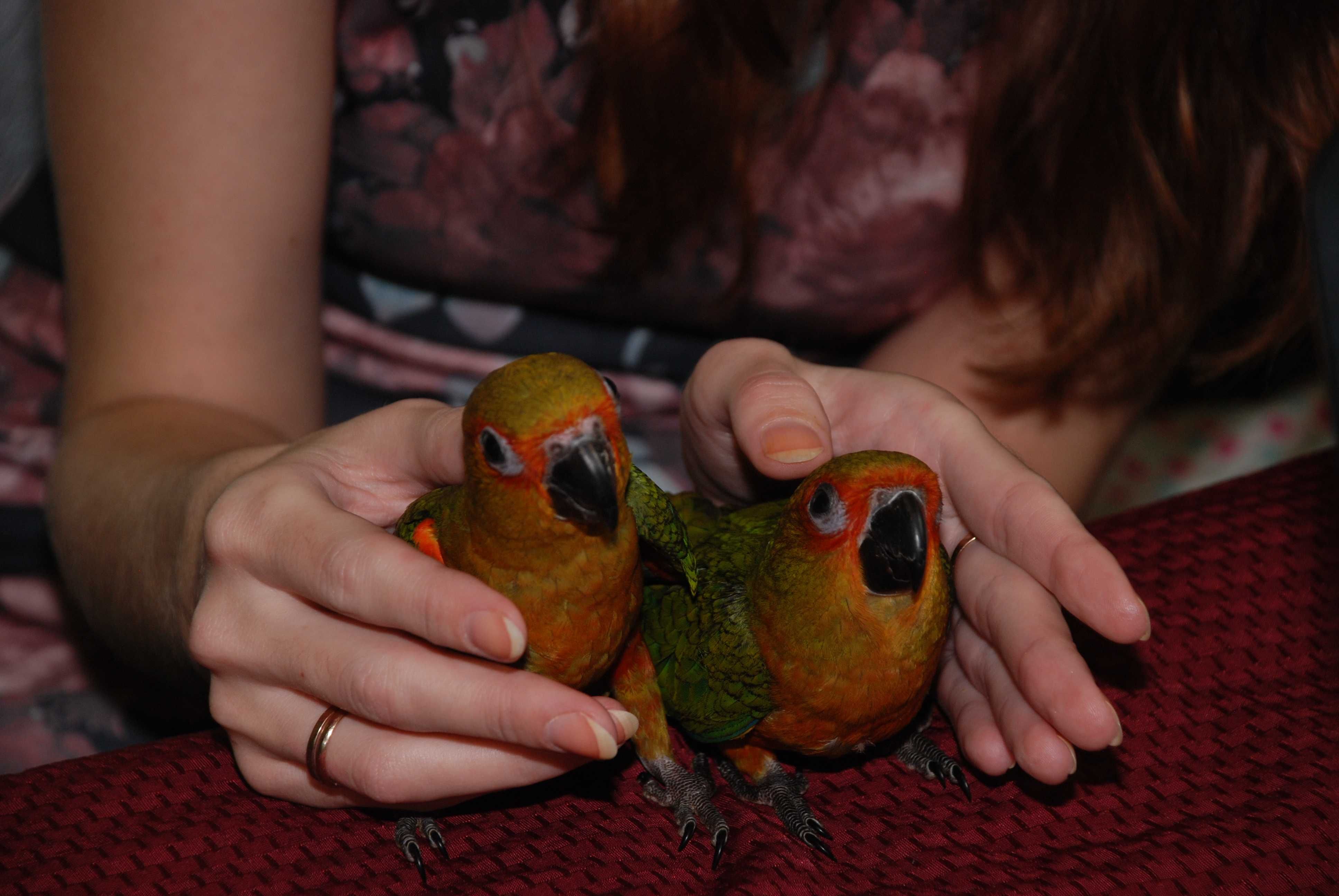 Попугай Аратинга красноголовый Aratinga jandayа -ручные птенцы