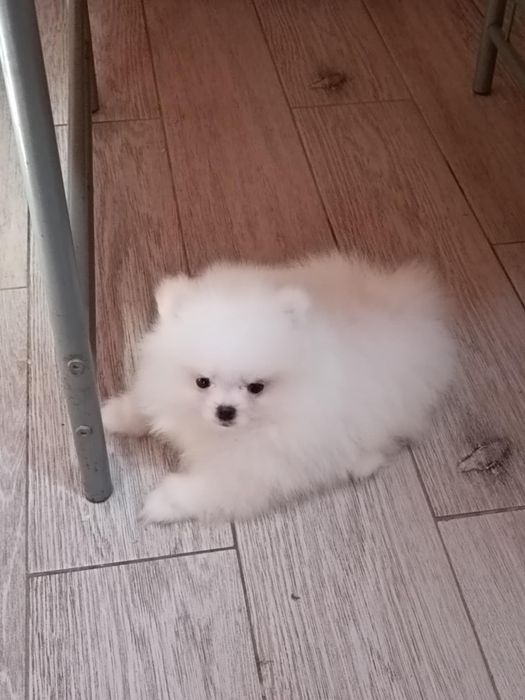 Pomeranian  suczka biała
