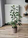 Beniamin fikus 80 cm