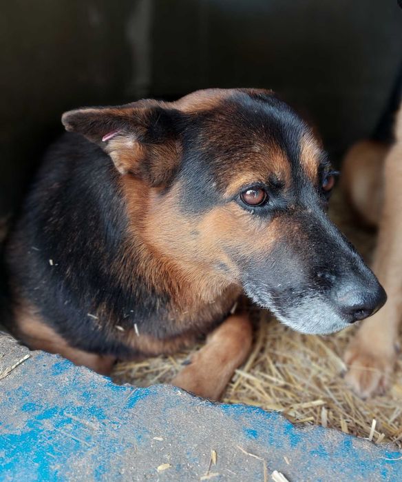 Sara – mądra dama z oczami, które mówią wszystko...