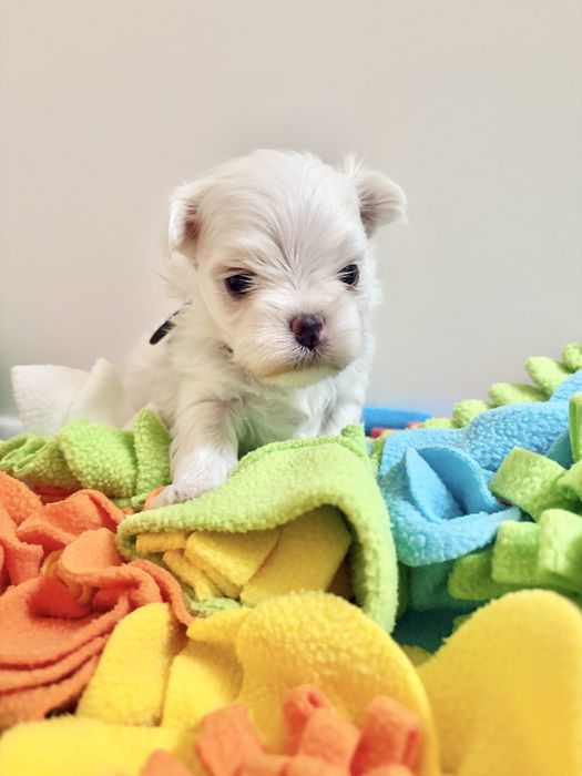 Maltańczyk FCI ZKwP samiec odbiór grudzień