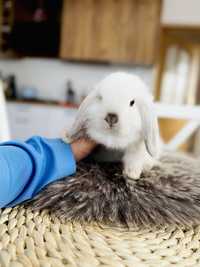 Hodowla królików MINI LOP (królik miniaturka) metryka, legalna hodowla