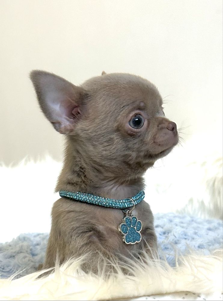 Chihuahua liliowy piesek .Maleńkie cudeńko .JUŻ DO ODBIORU.