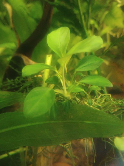 Anubias dwie odmiany