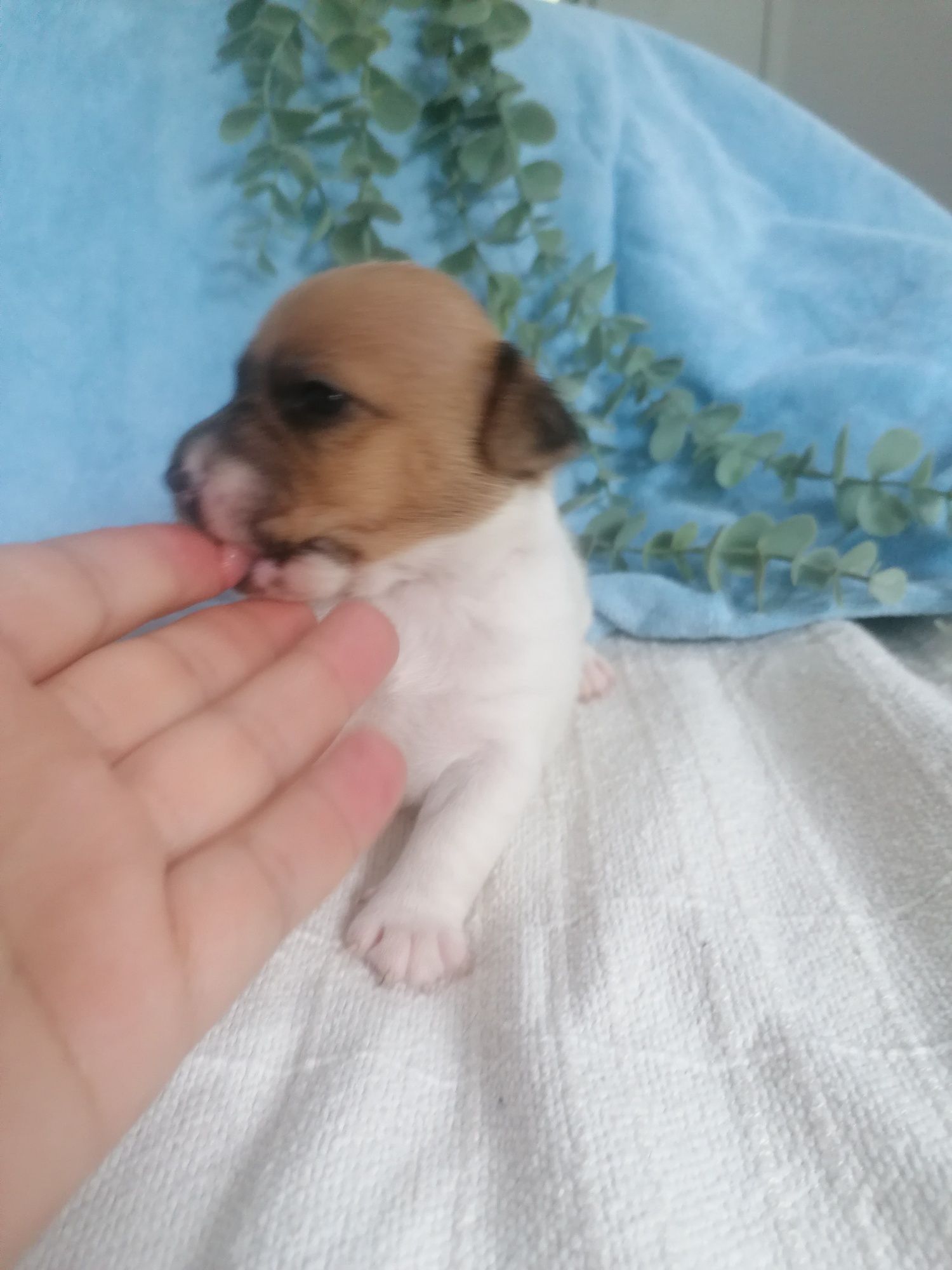 Jak Russell terrier