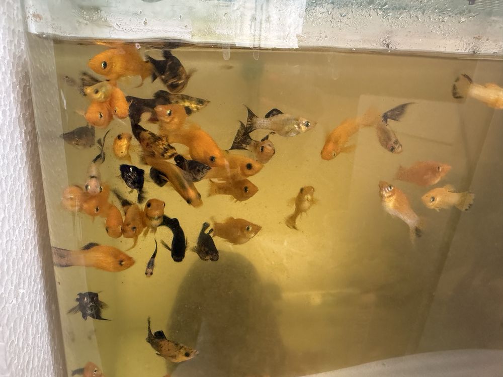 Peixes e aquarios