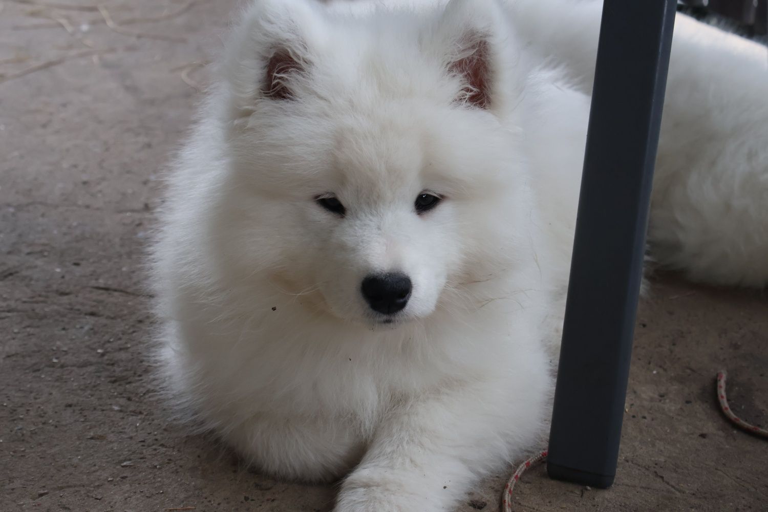 Ostatni  Chłopiec Samoyed