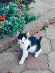 Кошеня котик в хороші руки