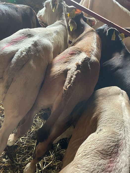 Cielaki mięsne każda ilość Krosno