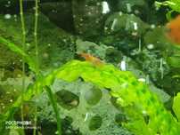 krewetki red cherry