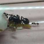 Królowa Messor barbarus + 2-5 robotnic + potomstwo + Mieszanka ziaren