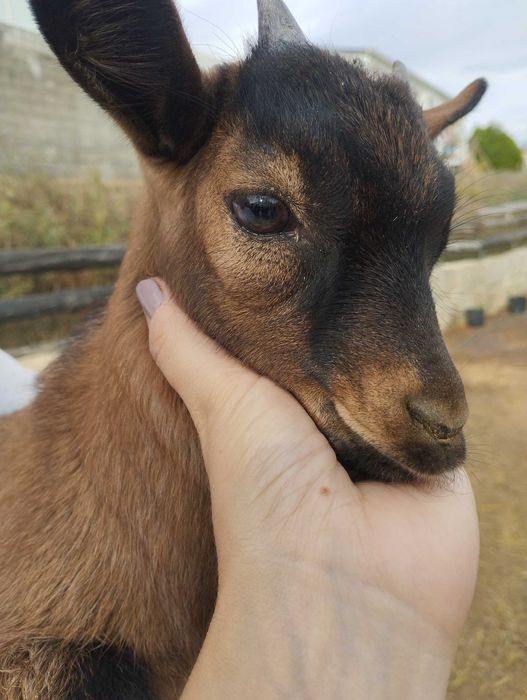 Cabritinho micro anão / cabras anãs