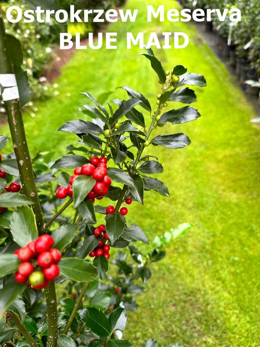 Ostrokrzew Meserva - WIELE ODMIAN i rozmiarów
