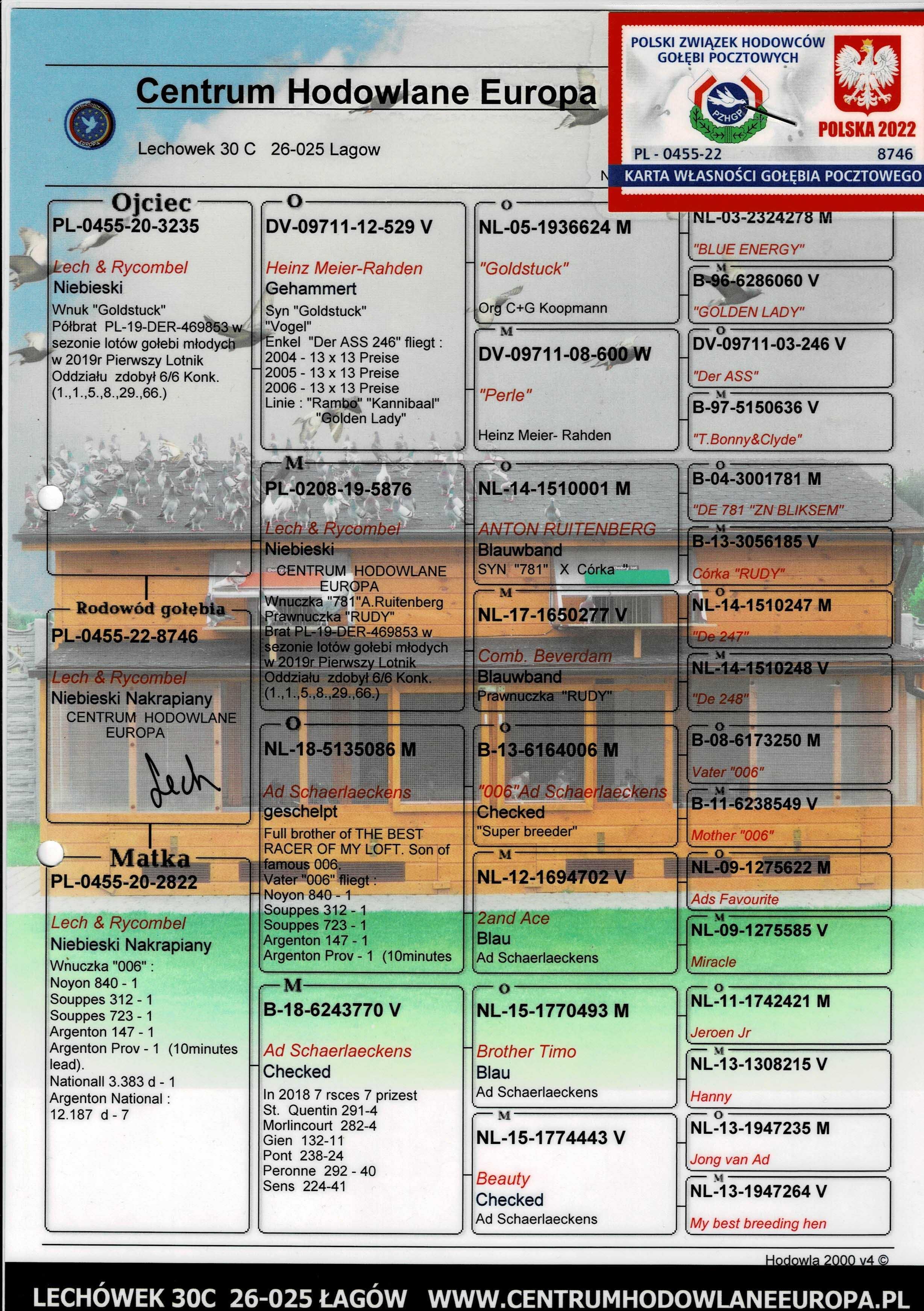 Gołębie pocztowe młode 2025r
