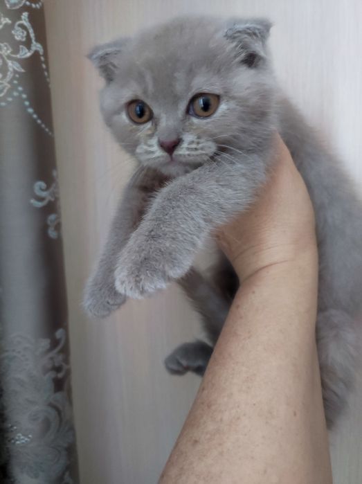Коти, кошенята висловухі, 2 міс