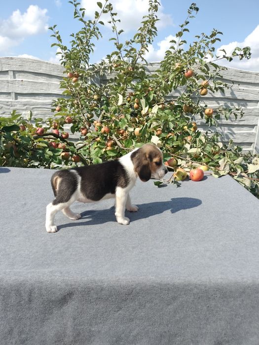 Sprzedam suczkę Beagle tri-color