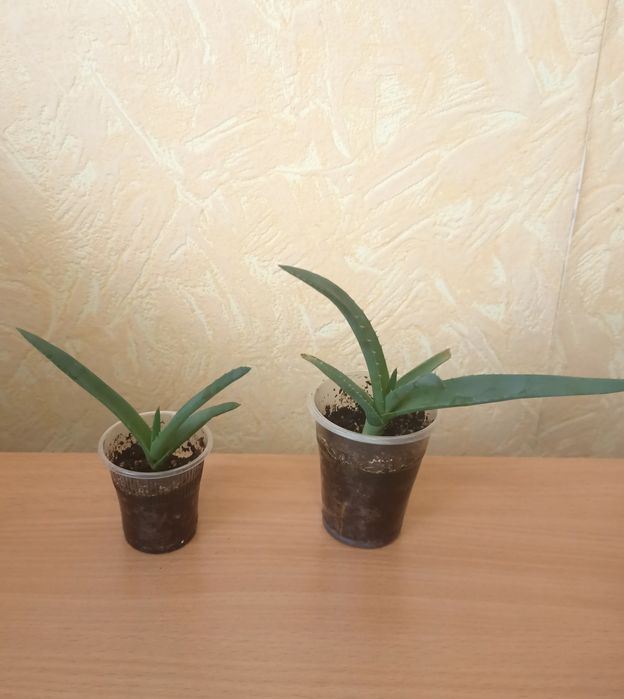 Алое Вера, детки