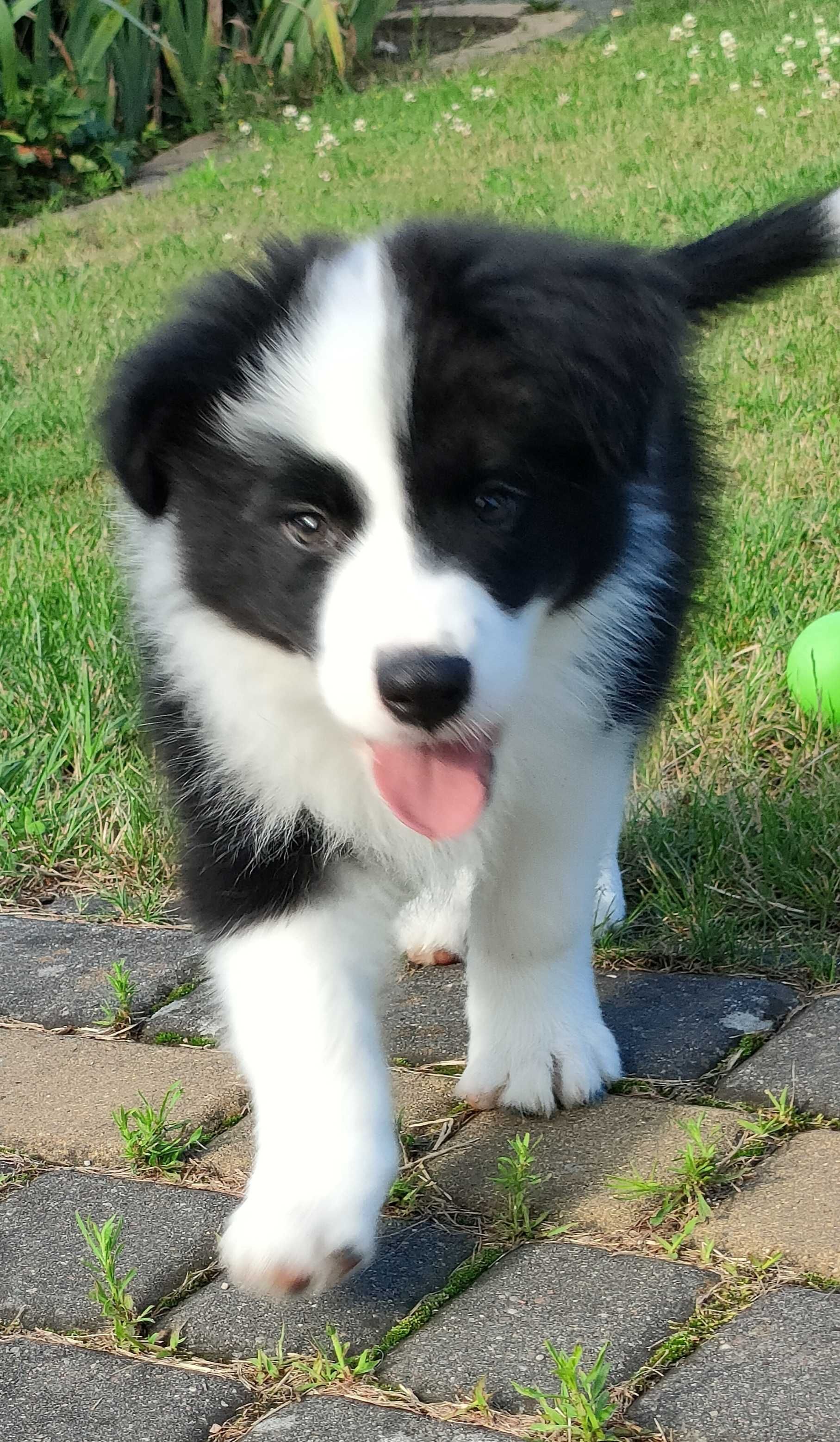 Szczeniak Border Collie-piesek ZKwP/FCI
