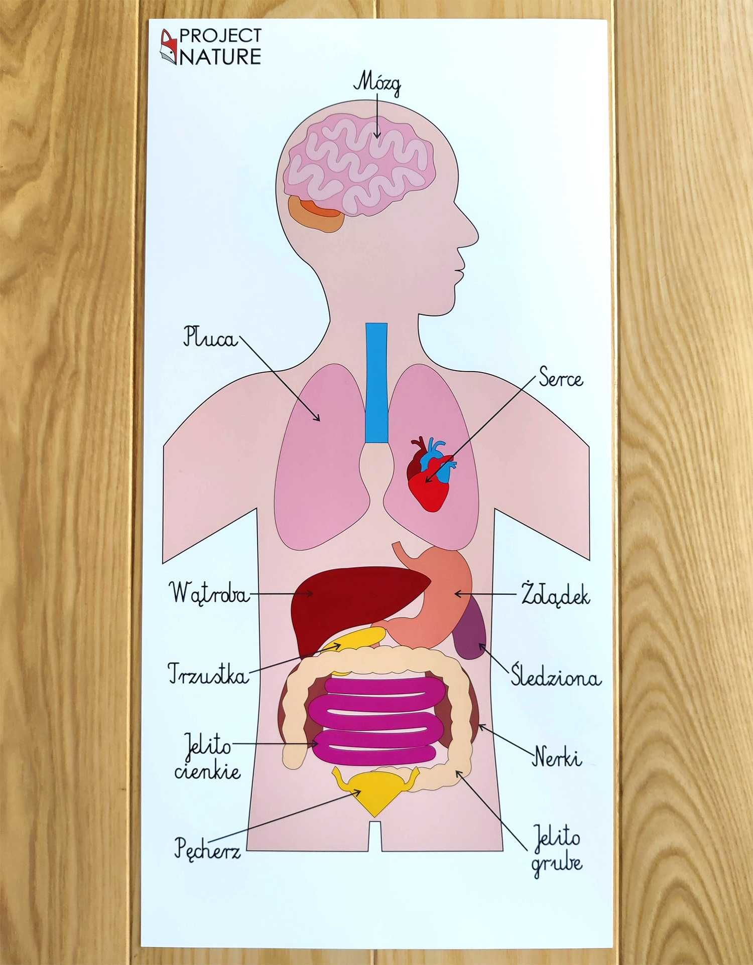 Anatomia człowieka, ciało człowieka, plakat po polsku
