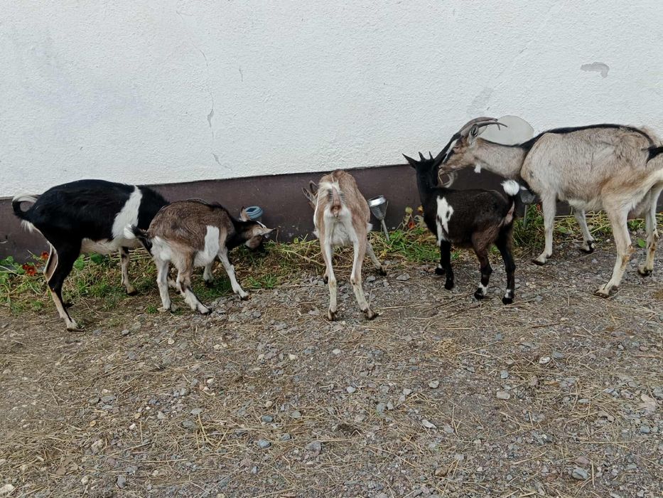 3 kozy dorosłe 2 małe