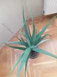 Aloes prawdziwy leczniczy amerykański