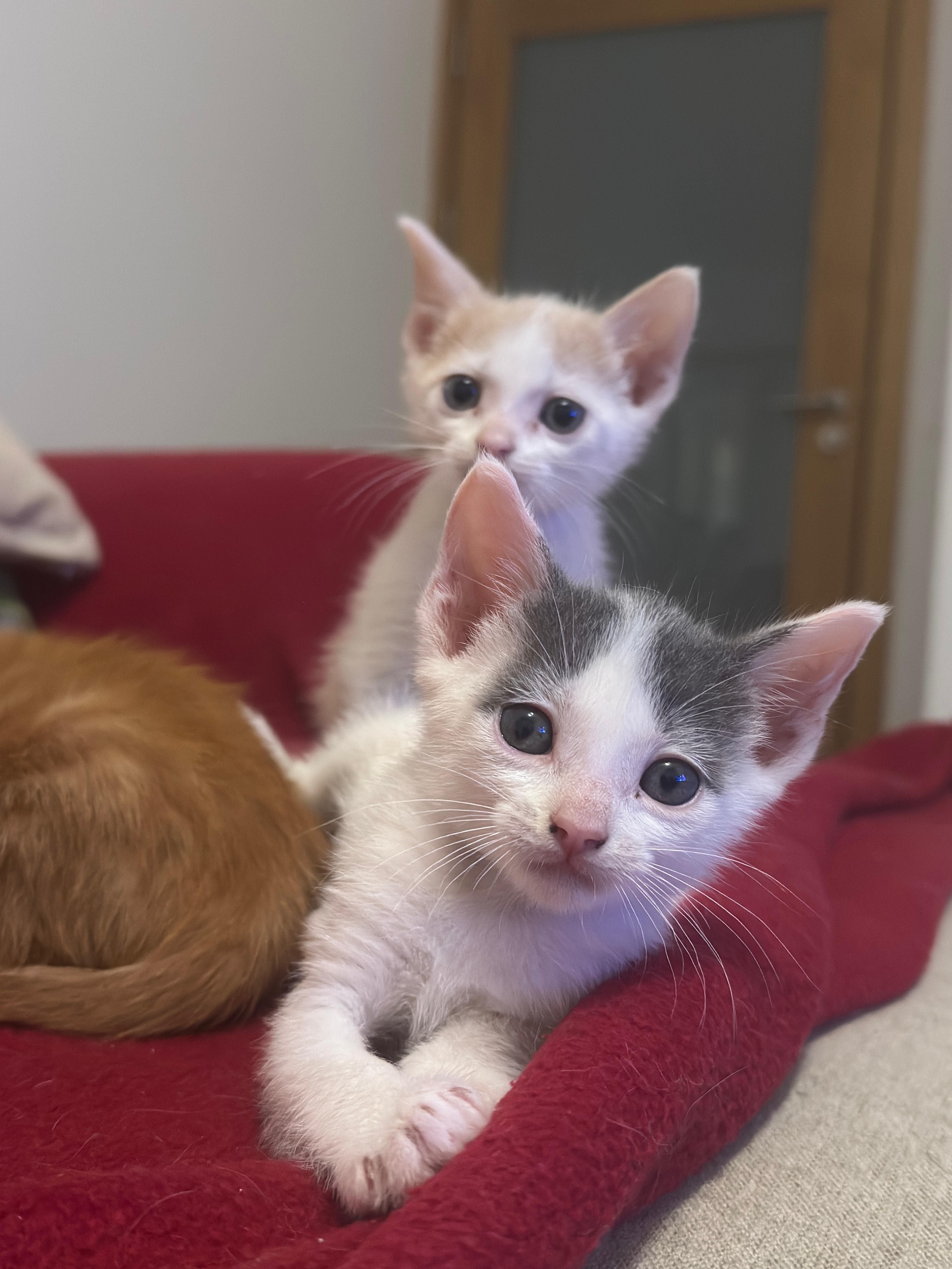 Gatinhos para adoção