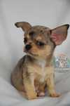 Chihuahua Chłopczyk Piesek *RYSIO* merle *DO ODBIORU*
