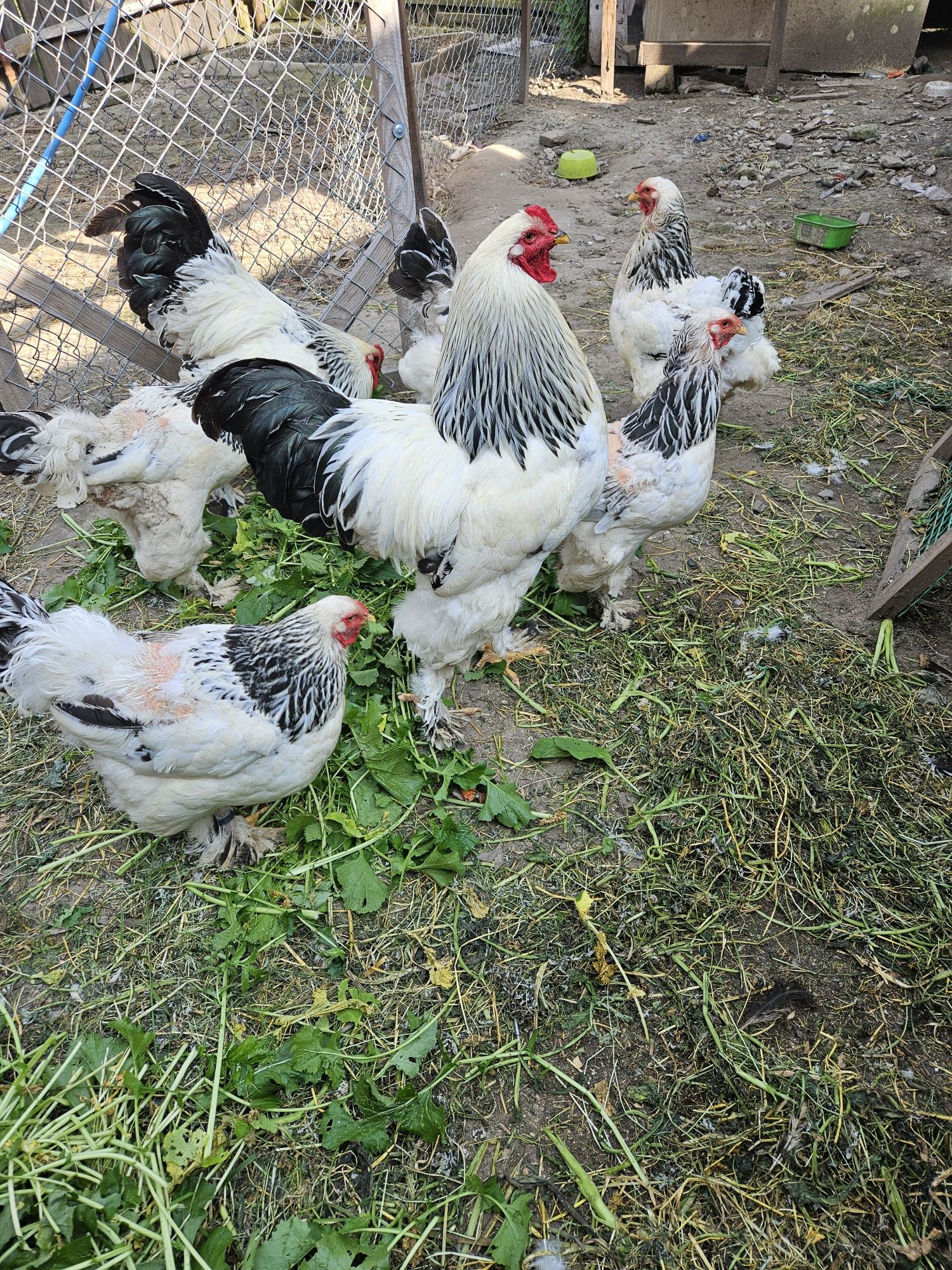 Kury brahma gronostajowa