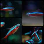 Neon czerwony ( Paracheirodon axelrodi ) - AquaSzop