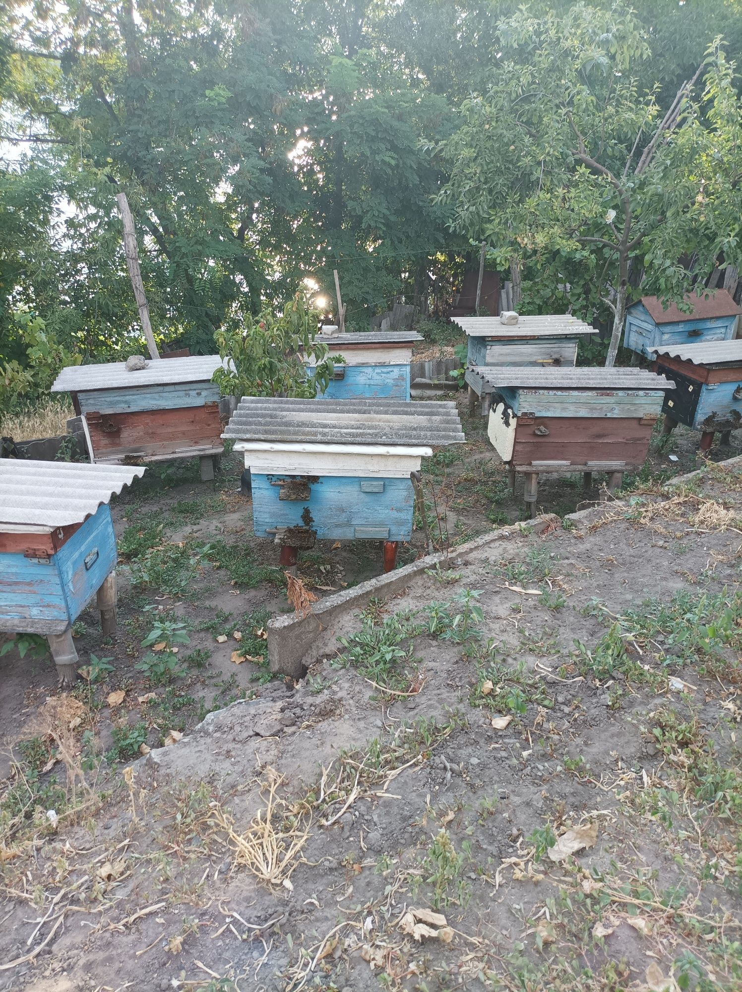 Продам Бжіл з вуликами