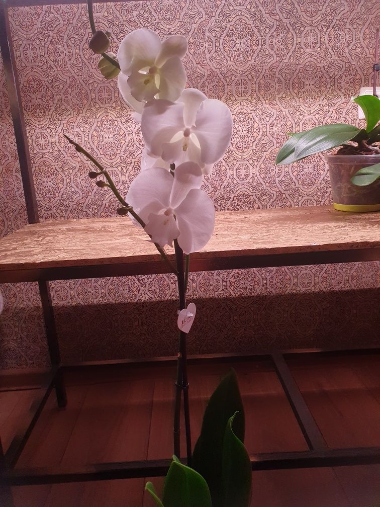 Орхідея білий Біл Ліп