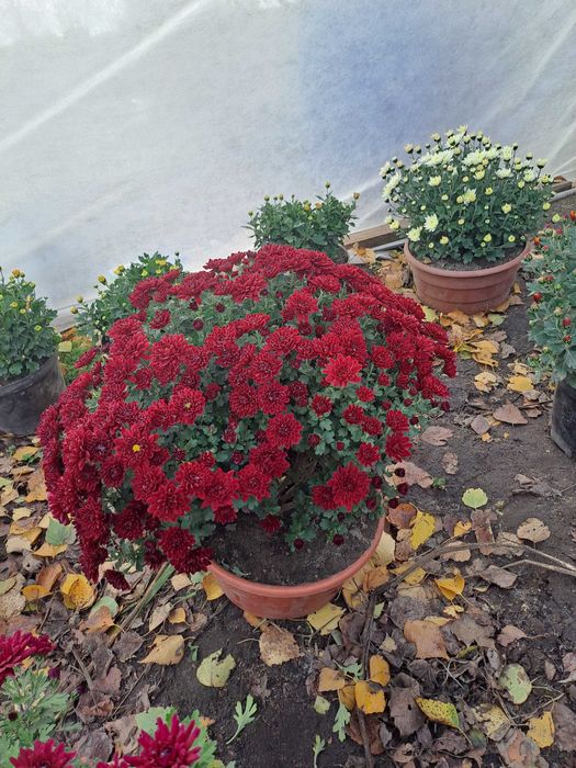 Sprzedam chryzantemy