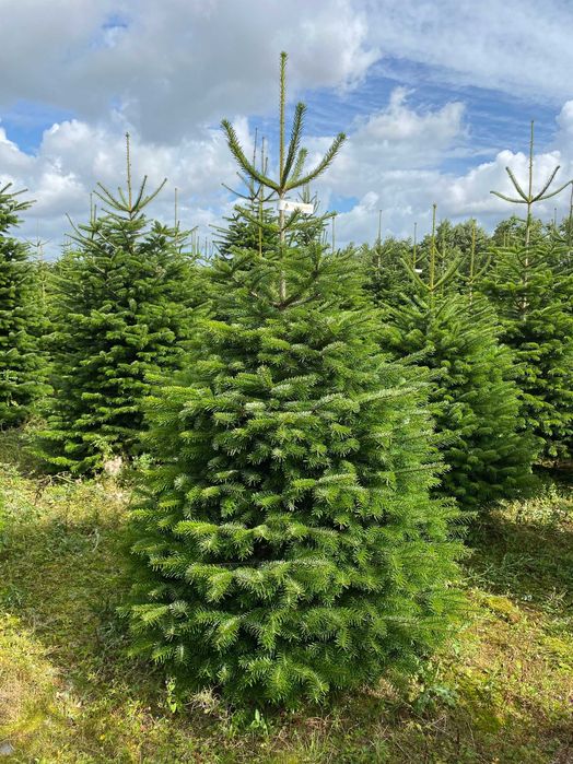 Jodła Kaukaska Producent Choinki Bożonarodzeniowe