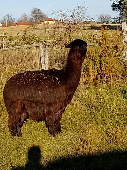 Sprzedam zamienie na kucyki 2alpaki samice suri