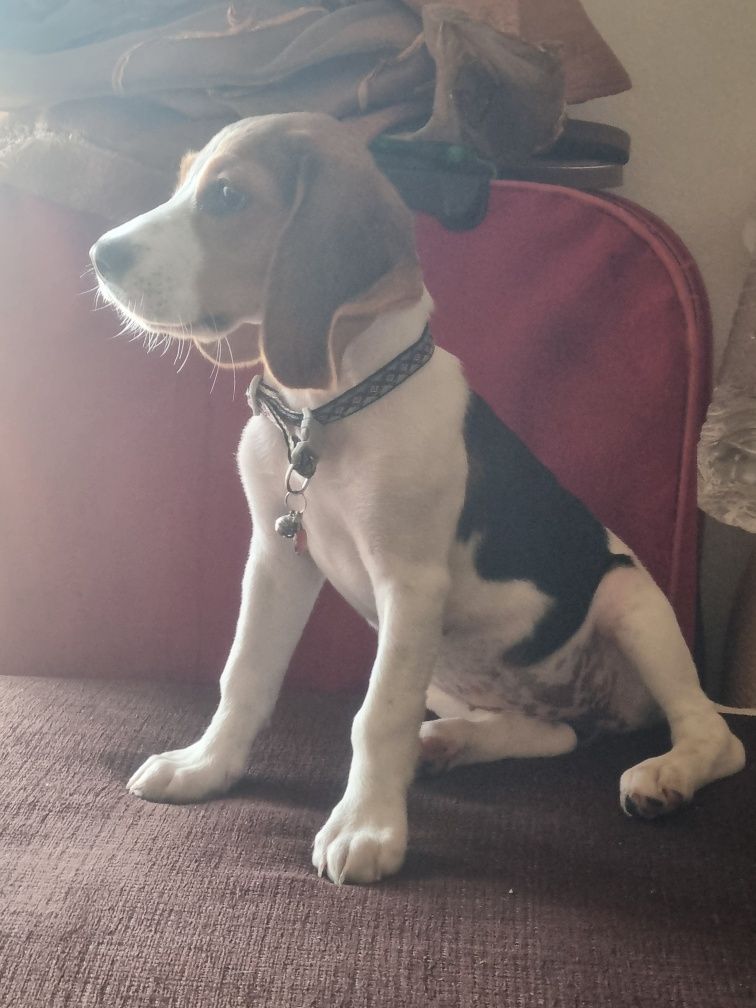 Cão fêmea Beagle