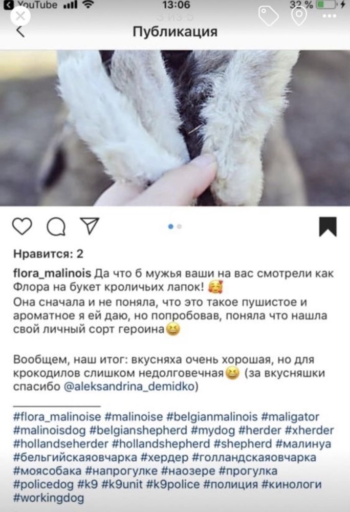 Невероятные лакомства для собак