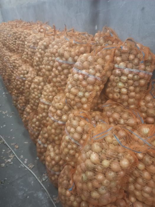 Cebula siew wiosenny