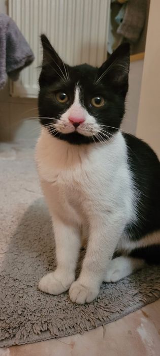 Piękna kotka i przystojny kocurek szukają kochającego domu