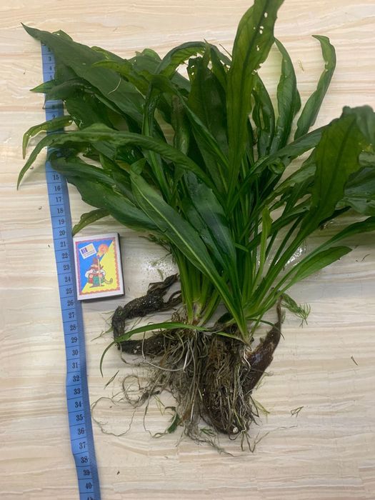 Анубіас нана, ехінодорус , роголистник