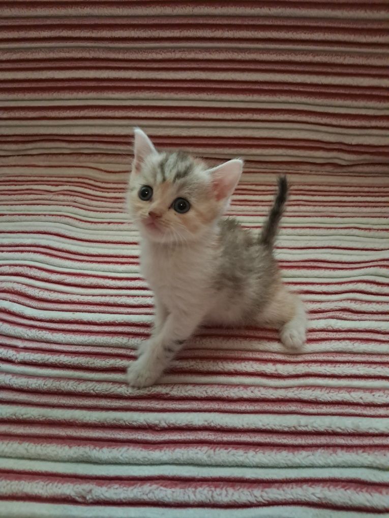Продам котят скотіш страйт